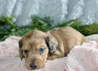 Long Hair Mini Female #2, a female Miniature Dachshund for sale in Orlando, FL – Photo 5 of 5