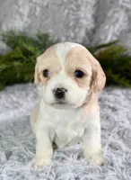 Cavachon Male #2, a male Cavachon for sale in Orlando, FL – Photo 1 of 5