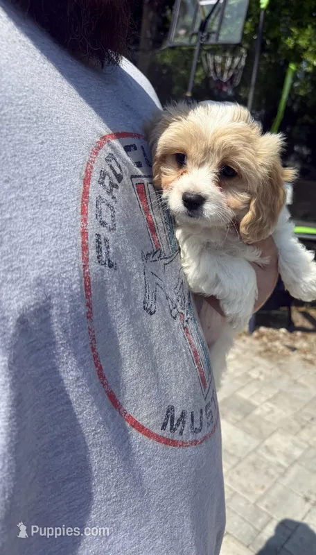 Cavachon Male #2 – Cavachon puppy for sale in Orlando, FL