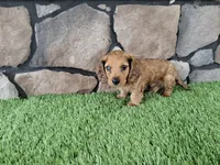 Mini Dachshund Male #1, a male Miniature Dachshund for sale in Orlando, FL – 3 of 10