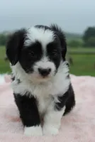 Toy Aussiedoodle Female #1, a female Miniature Aussiedoodle for sale in Orlando, FL – 2 of 5
