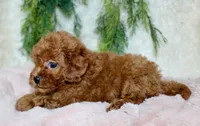 Cavapoo Female #3, a female Cavapoo for sale in Orlando, FL – 2 of 4