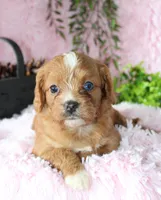 Cavapoo Female #4, a female Cavapoo for sale in Orlando, FL – 2 of 5
