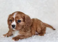 Cavalier Male #2, a male Cavalier King Charles Spaniel for sale in Orlando, FL – 5 of 5