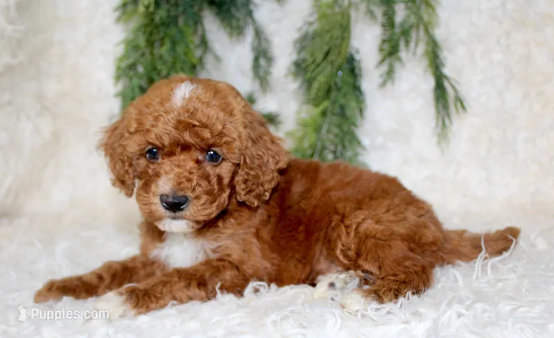 Mini Poodle Male #5 – Poodle - Miniature  puppy for sale in Orlando, FL