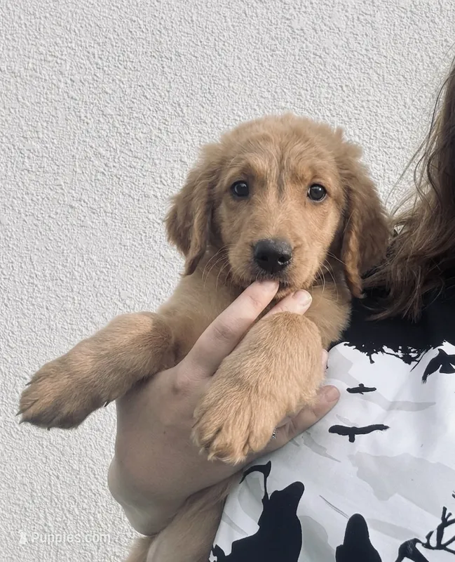 F1B Mini Male #4 – Miniature Goldendoodle puppy for sale in Orlando, FL