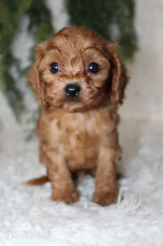 F1B Cavapoo Male #5 – Cavapoo puppy for sale in Orlando, FL