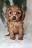 F1B Cavapoo Male #5, a male Cavapoo for sale in Orlando, FL – 1 of 3