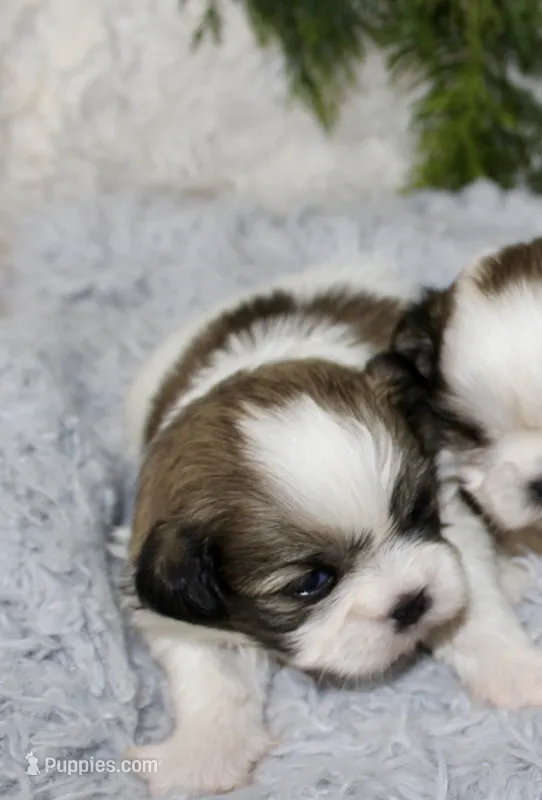 Shihtzu Male #1 – Shih Tzu puppy for sale in Orlando, FL