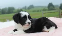 Toy Aussiedoodle Female #1, a female Miniature Aussiedoodle for sale in Orlando, FL – 3 of 5