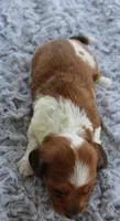 Mini Dachshund Male #5, a male Miniature Dachshund for sale in Orlando, FL – 2 of 7