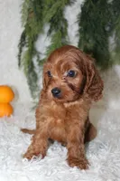 F1B Cavapoo Male #1, a male Cavapoo for sale in Orlando, FL – 5 of 5