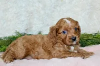 Cavapoo Female #2, a female Cavapoo for sale in Orlando, FL – 2 of 5