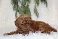 Mini Poodle Male #1, a male Poodle - Miniature  for sale in Orlando, FL – 2 of 3