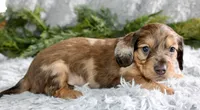 Long Hair Mini Male #1, a male Miniature Dachshund for sale in Orlando, FL – Photo 3 of 4