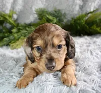 Long Hair Mini Male #1, a male Miniature Dachshund for sale in Orlando, FL – Photo 2 of 4