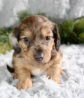 Long Hair Mini Male #1, a male Miniature Dachshund for sale in Orlando, FL – Photo 1 of 4