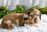 Long Hair Mini Male #1, a male Miniature Dachshund for sale in Orlando, FL – Photo 4 of 4