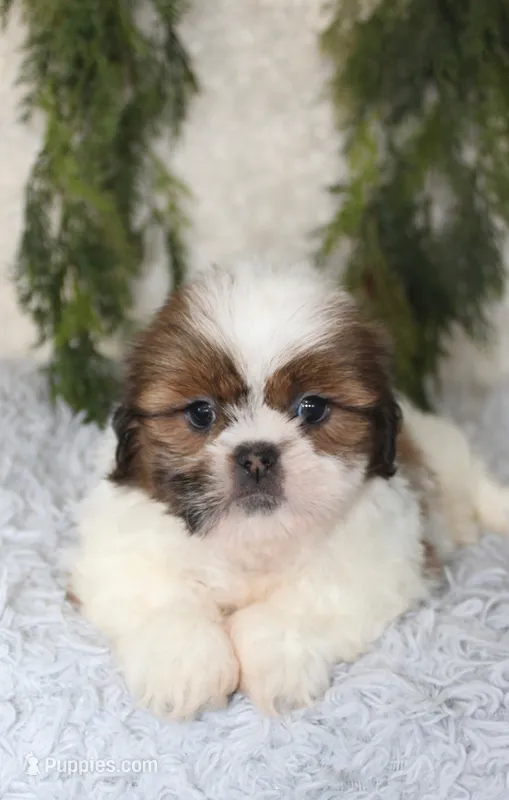 Shihtzu Male #3 – Shih Tzu puppy for sale in Orlando, FL