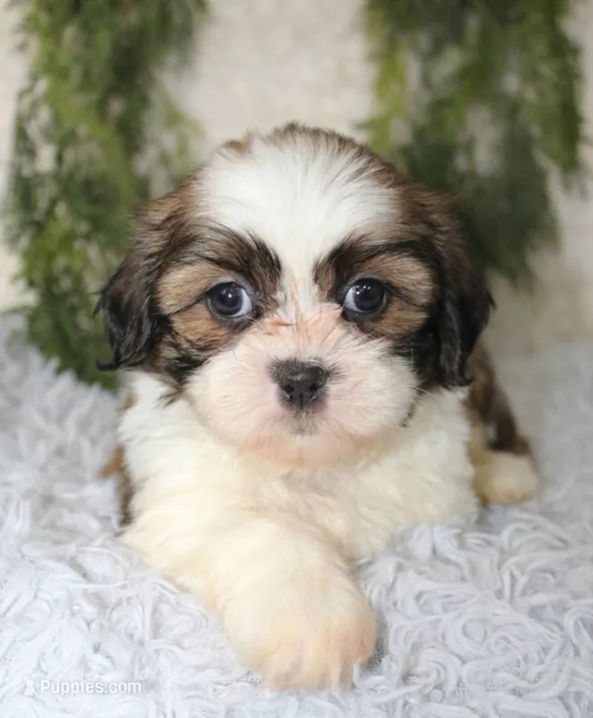 Shihtzu Male #2 – Shih Tzu puppy for sale in Orlando, FL