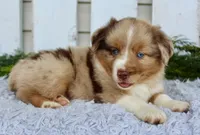 Male Mini Aussie, a female Miniature Australian Shepherd for sale in Orlando, FL – 3 of 4