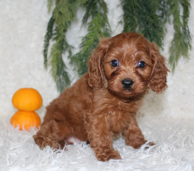 F1B Cavapoo Male #1 – Cavapoo puppy for sale in Orlando, FL