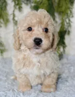 Bichpoo Male #1, a male Bichpoo for sale in Orlando, FL – 5 of 5