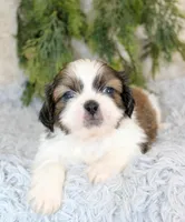 Shihtzu male #1, a male Shih Tzu for sale in Orlando, FL – Photo 5 of 5