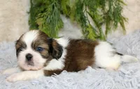 Shihtzu male #1, a male Shih Tzu for sale in Orlando, FL – Photo 4 of 5