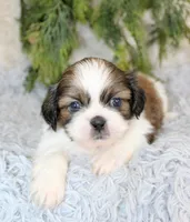 Shihtzu male #1, a male Shih Tzu for sale in Orlando, FL – Photo 3 of 5