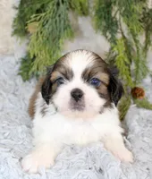 Shihtzu male #1, a male Shih Tzu for sale in Orlando, FL – Photo 1 of 5