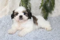 Shihtzu Male #5, a male Shih Tzu for sale in Orlando, FL – 4 of 7