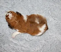 Havapoo Male, a male Havapoo for sale in Orlando, FL – Photo 4 of 4