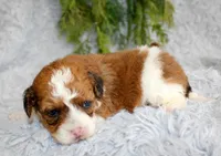 Havapoo Male, a male Havapoo for sale in Orlando, FL – Photo 3 of 4