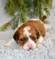 Havapoo Male, a male Havapoo for sale in Orlando, FL – Photo 1 of 4