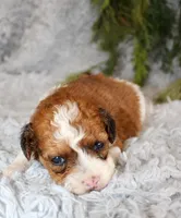 Havapoo Male, a male Havapoo for sale in Orlando, FL – Photo 2 of 4