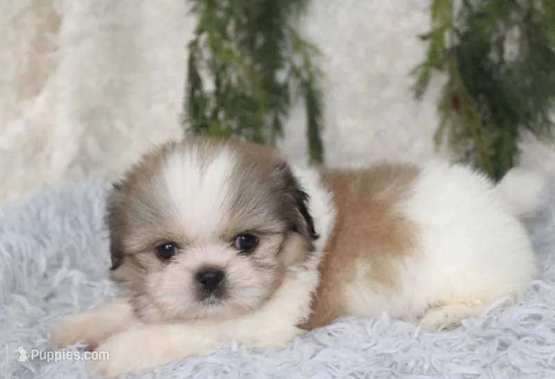 Shihtzu Male #4 – Shih Tzu puppy for sale in Orlando, FL