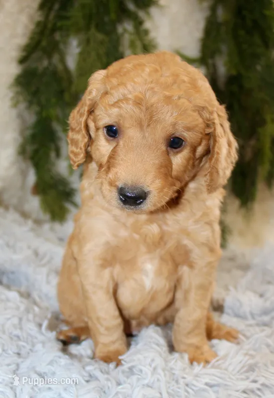 F1B Mini Male #4 – Miniature Goldendoodle puppy for sale in Orlando, FL