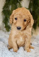 F1B Mini Male #4, a male Miniature Goldendoodle for sale in Orlando, FL – 1 of 4
