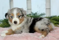 Female Mini Aussie #3, a female Miniature American Shepherd for sale in Orlando, FL – 3 of 5