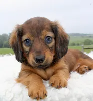Mini Dachshund Female #1, a female Miniature Dachshund for sale in Orlando, FL – 5 of 5