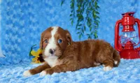 Cavapoo Male #1, a male Cavapoo for sale in Orlando, FL – 5 of 5