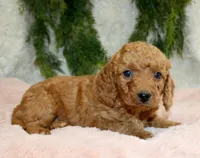 F1B Mini Female #3, a female Miniature Goldendoodle for sale in Orlando, FL – 1 of 4