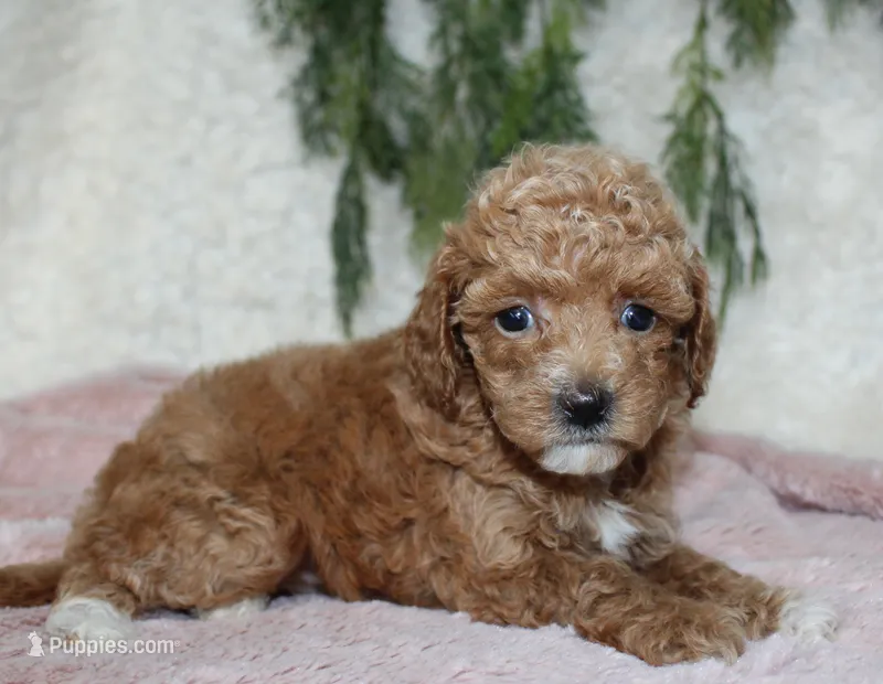 Mini Poodle Female #3 – Poodle - Miniature  puppy for sale in Orlando, FL