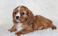 Cavalier Male #2, a male Cavalier King Charles Spaniel for sale in Orlando, FL – 3 of 5