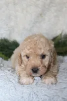 Bichpoo Male #2, a male Poochon for sale in Orlando, FL – 5 of 5