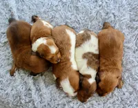 Mini Dachshund Male #2, a male Miniature Dachshund for sale in Orlando, FL – 4 of 5