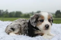 Toy Aussiedoodle Male #3, a male Miniature Aussiedoodle for sale in Orlando, FL – 3 of 5