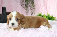 Cavapoo Female #5, a female Cavapoo for sale in Orlando, FL – 2 of 5