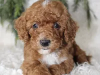 Mini Poodle Male #5, a male Poodle - Miniature  for sale in Orlando, FL – 4 of 4